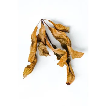 Natural Dry Mango Leaves
